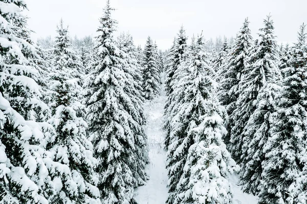 有积雪覆盖的冷杉树和乡村道路的冬季森林的空中景观 — 图库照片