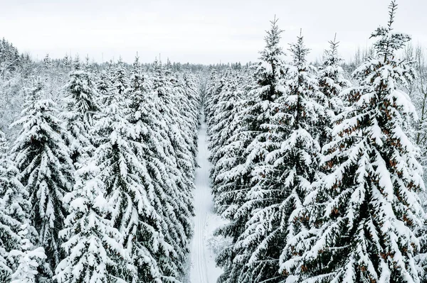 Vista Aérea Del Bosque Invernal Con Abetos Cubiertos Nieve Carretera — Foto de Stock