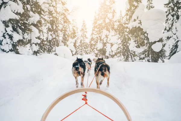 Husky Hundsläde Ridning Husky Hundar Släde Snö Vinterskog Finland Lappland — Stockfoto