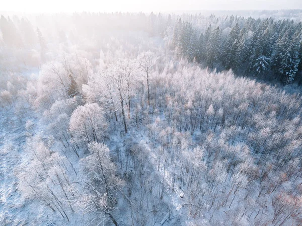 Vista Aérea Del Bosque Invernal Nieve Con Sol Mañana Hermoso — Foto de Stock