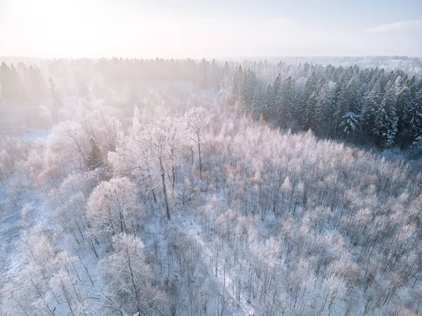 有晨阳的冬季雪地的空中景观 美丽的自然景观 白雪覆盖的树木 — 图库照片