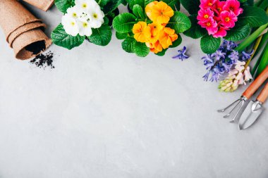 Bahçe geçmişi. Gri taşlı arka planda bahçe aletleri olan sümbül çiçekleri. Kopyalama alanı olan üst görünüm.