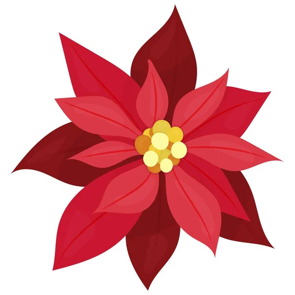 Red Bright Poinsettia Flower Christmas Star Christmas Children Picture Vector — Stock Vector
