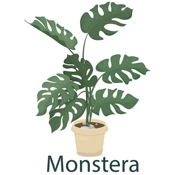 Monstera Houseplant Flower Pot Vector Illustration Vector Element Flat Style —  Vetores de Stock