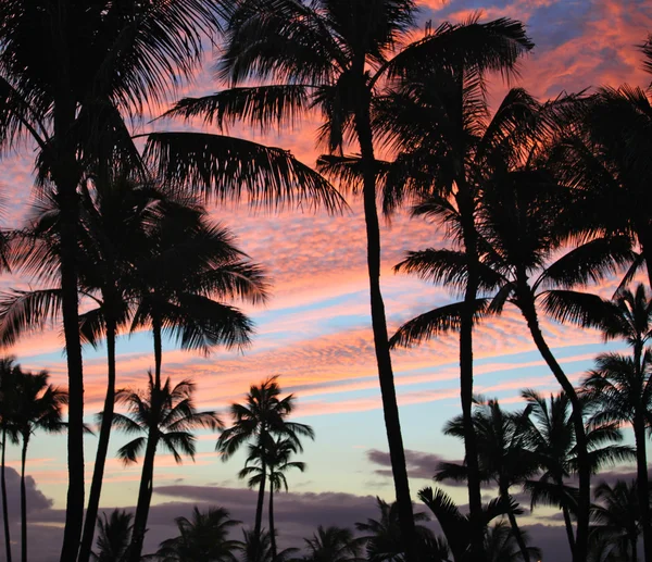 Palmeras al atardecer — Foto de Stock