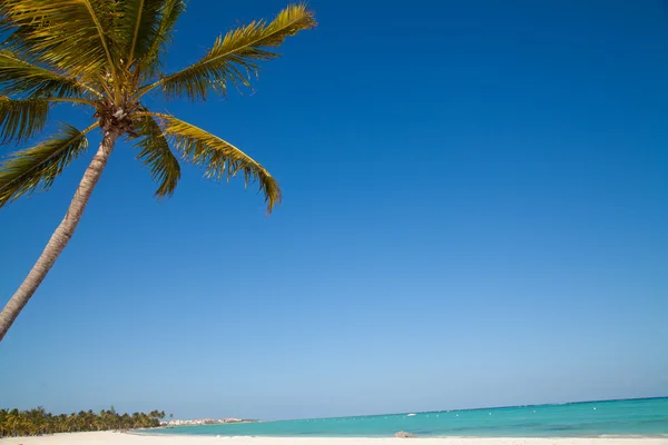 Caribbean sea and palm — Stock Photo, Image