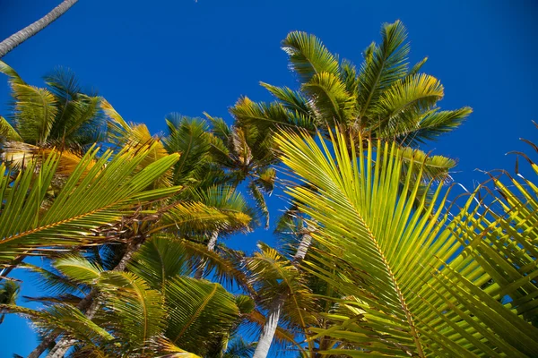 Coconuts palm trees perspective view from floor high up — Stock Photo, Image