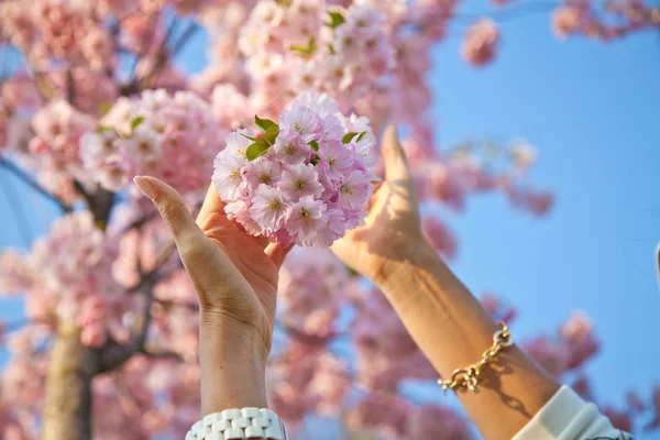 Cherry blossom, sakura flowers — Stock Photo, Image