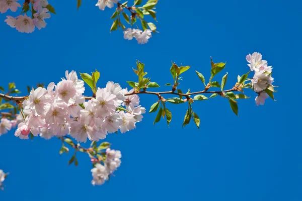 Cherry blossom, sakura flowers isolated on blue sky — Stock Photo, Image