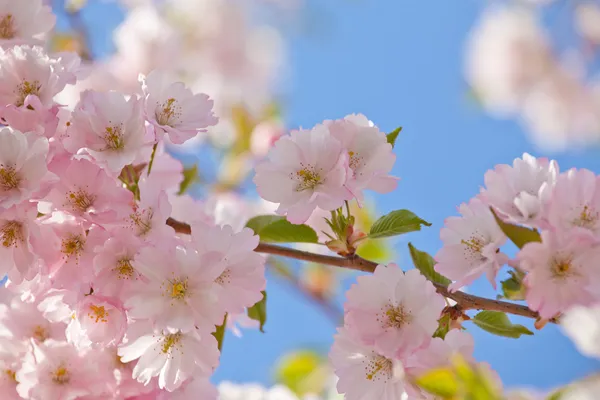 美しい開花日本の桜- Sakura. — ストック写真