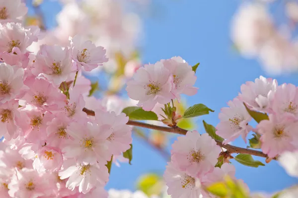 Güzel çiçek açan Japon kirazı Sakura..