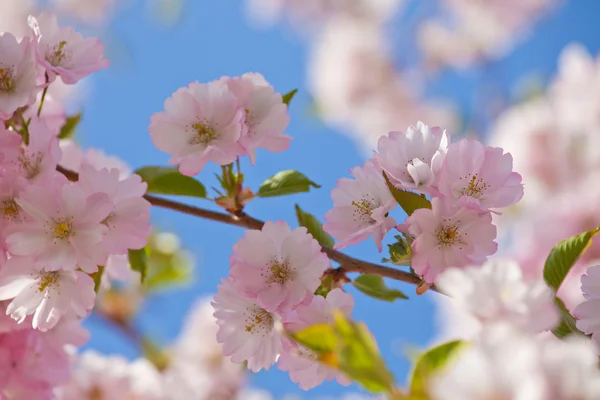 Spring border background with pink blossom — Stock Photo, Image