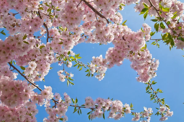 ピンクの花と春の境界線の背景 — ストック写真