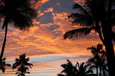 Gün batımında palmiye ağaçları