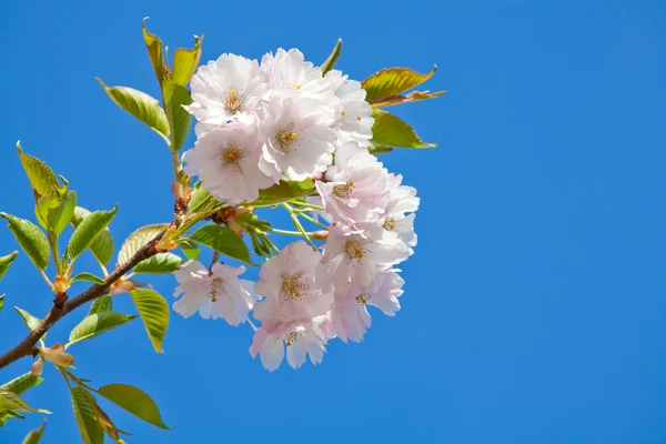 美しい開花日本の桜- Sakura. — ストック写真