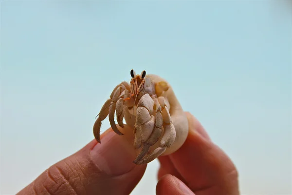 Krabbe in der Hand — Stockfoto