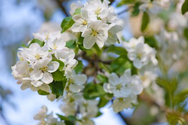 İlkbaharda elma açar.