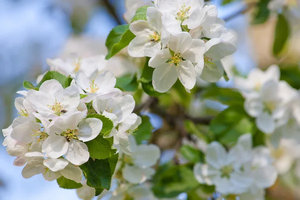 Blossom apple tree — Stock Photo, Image