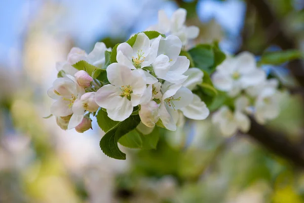 Blossom apple tree — Stock Photo, Image