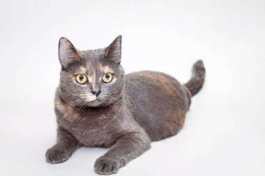 Büyük gözleri ve beyaz arka planda pürüzsüz kürkü olan sevimli gri bir kedi. Birmanya cinsi. Evcil hayvan.