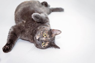 Büyük gözleri ve beyaz arka planda pürüzsüz kürkü olan sevimli gri bir kedi. Birmanya cinsi. Evcil hayvan.