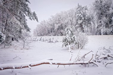 Bir kış günü. Karda ağaçlar, kar yığınları. Peri masalı ormanı.