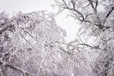 Bir kış günü. Karda ağaçlar, kar yığınları. Peri masalı ormanı.