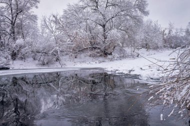 Nehir kıyısındaki kış ormanı. Çok güzel doğal arka plan..