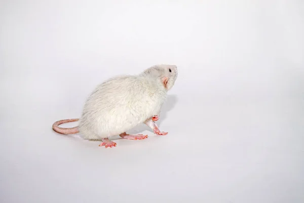 Ένα Λευκό Διακοσμητικό Εξημερωμένο Ποντίκι Dumbo Γκρο Πλαν Λευκό Φόντο — Φωτογραφία Αρχείου