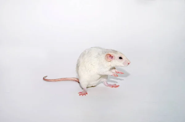 Rat Dumbo Blanc Décoratif Apprivoisé Gros Plan Sur Fond Blanc — Photo