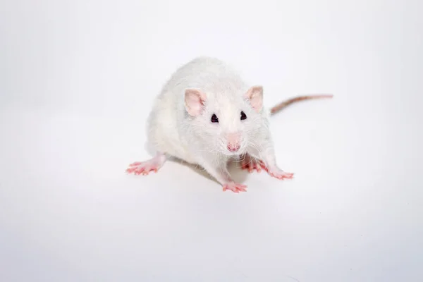 Eine Weiße Dekorative Zahme Dumbo Ratte Großaufnahme Auf Weißem Hintergrund — Stockfoto