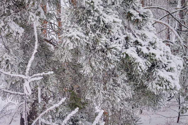 Зимний День Деревья Снегу Сугробы Сказочный Лес Красивый Зимний Пейзаж — стоковое фото