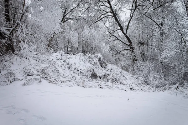 Un giorno d'inverno. Alberi nella neve, cumuli di neve. Foresta da favola. — Foto Stock
