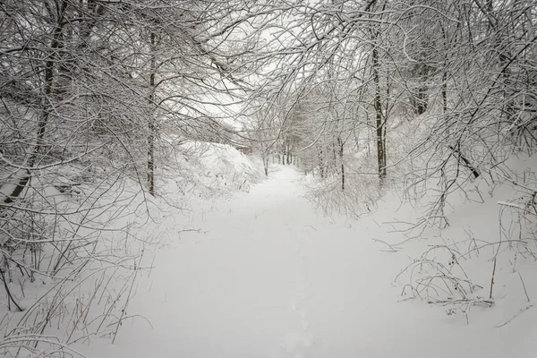 Зимний день. Деревья в снегу, сугробы. Сказочный лес. — стоковое фото