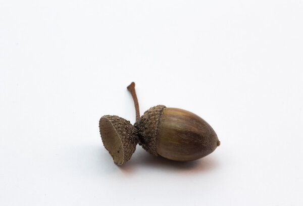 Lonely acorn