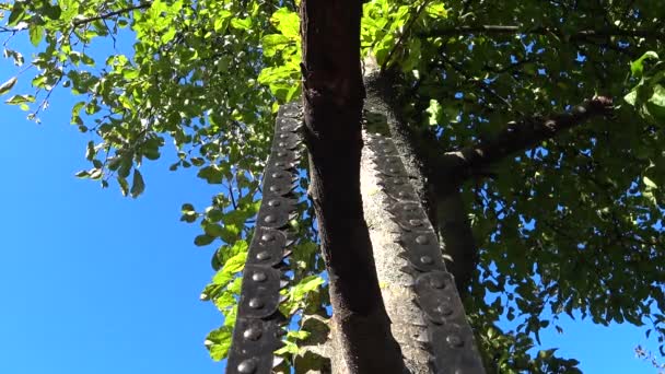露营链锯 碳钢应急工具远足 锯开的树枝阳光灿烂 — 图库视频影像