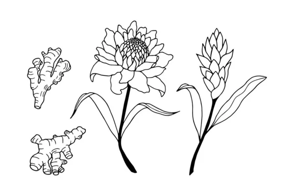 Vector Illustratie Van Een Set Bloemen — Stockvector