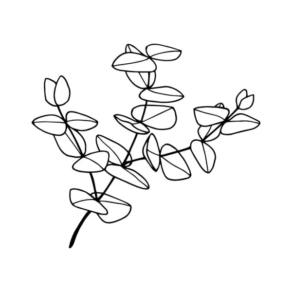 Usine Eucalyptus Illustration Vectorielle Isolé Sur Fond Blanc Contour Dessin — Image vectorielle
