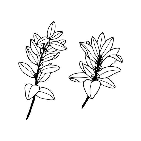 Plant Laurel Vector Illustratie Geïsoleerd Witte Achtergrond Omtrek Handtekening — Stockvector