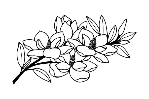 Magnolia Grandiflora Gałąź Kwitnąca Ilustracja Wektora Izolacja Białym Tle Zarys — Wektor stockowy