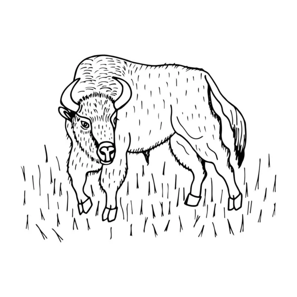 Bison Ilustração Vetorial Isolado Fundo Branco Contorno Desenho Mão — Vetor de Stock