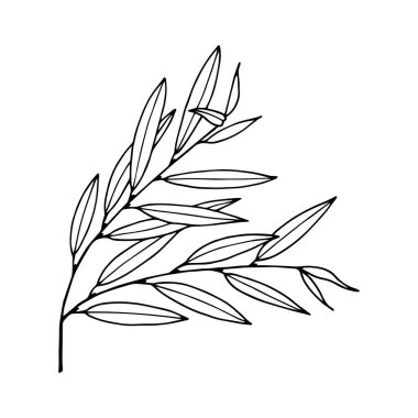 Yapraklı söğüt dalı. Vektör çizimi. Beyaz arkaplanda izole edilmiş, taslak, el çizimi.