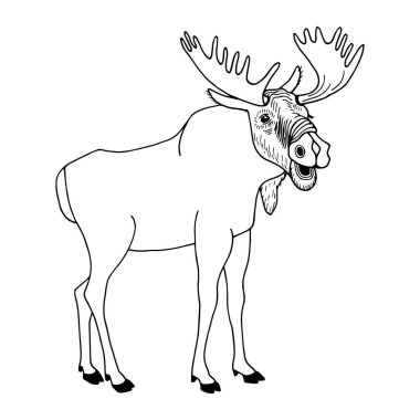 Geyik. Vektör çizimi. Beyaz arkaplanda izole edilmiş, taslak, el çizimi.