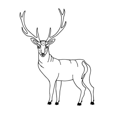 Geyik. Vektör çizimi. Beyaz arkaplanda izole edilmiş, taslak, el çizimi.