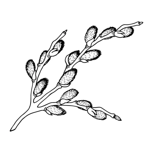 Blossoming Willow Branch Vector Illustration Isolated White Background Outline Hand — Stock Vector