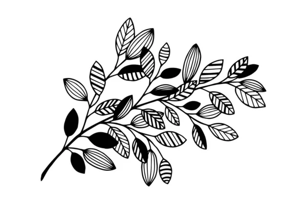 Decorative Branch Leaves Vector Illustration Isolated White Background Outline Hand — Stockvektor