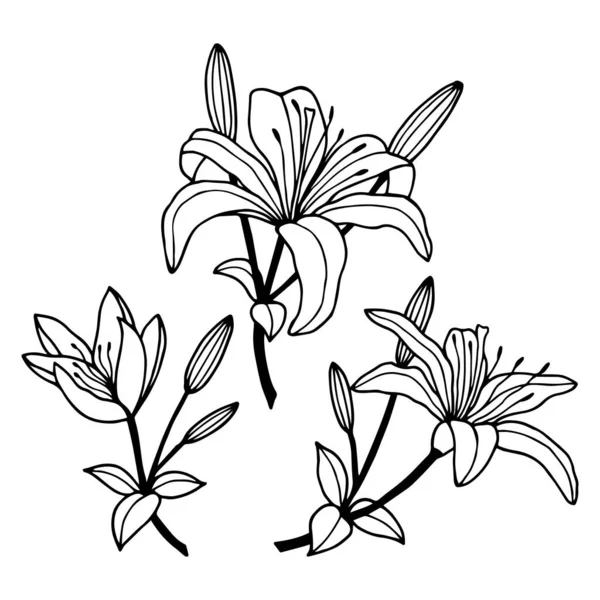 Lily Flowers Set Vector Illustration Isolated White Background Outline Hand — 图库矢量图片