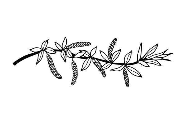 Branche Saule Fleurs Illustration Vectorielle Isolé Sur Fond Blanc Contour — Image vectorielle