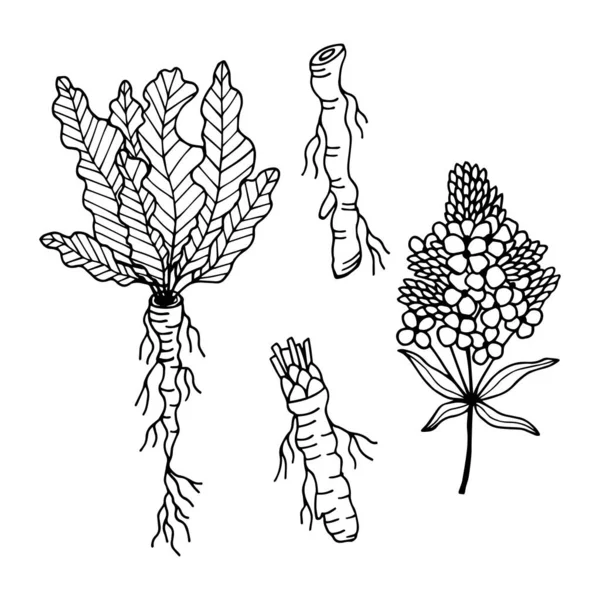 Meerrettichpflanze Wurzel Blütenstand Vektorillustration Isoliert Auf Weißem Hintergrund Umriss Handzeichnung — Stockvektor