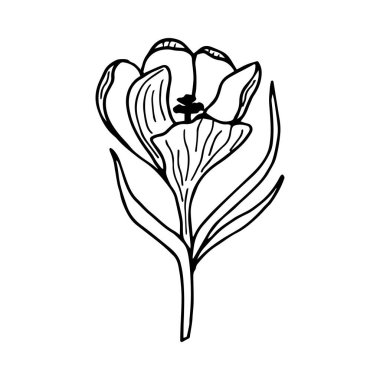 Çiçek ikonu. Lale vektörünün taslağı. izole edilmiş sınır çizimi